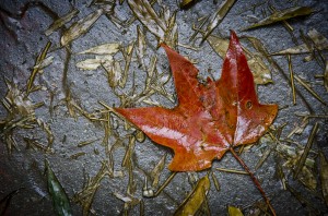 Maple water