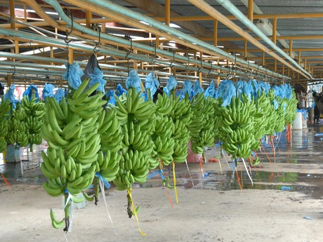 Panamanian banana exports