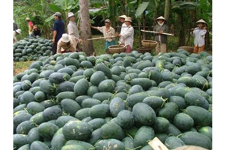 Vietnamese watermelon