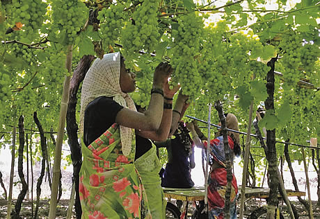 Indian grapes