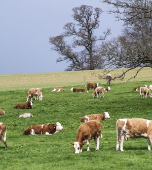 cattle