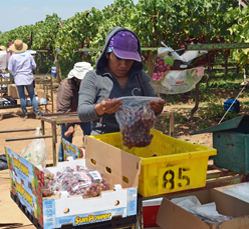 table grape