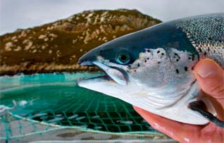 Scottish Sea Farms