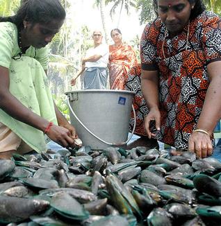 Aquaculture