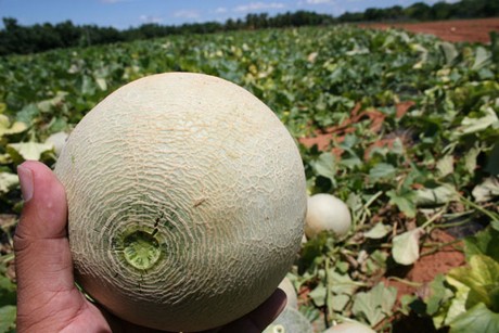 Brazilian melon