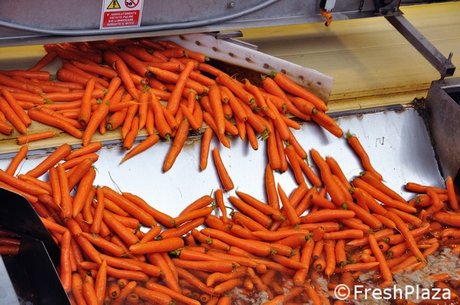 Sicilian carrots