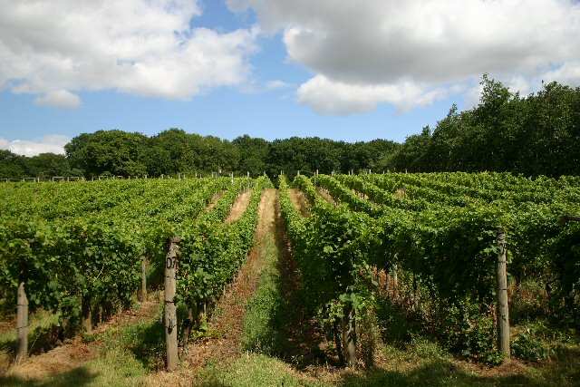 Vineyard