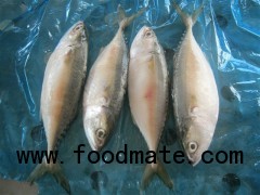 Sell: Short body mackerel fish whole round