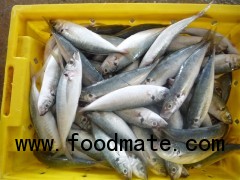 Sell: Round scad fish whole round