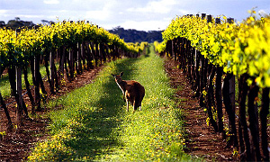 Australia Wine