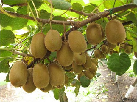 Chilean kiwi 