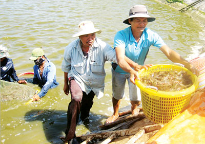 Vietnamese shrimp 