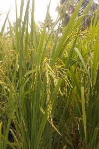 Australian wild rice