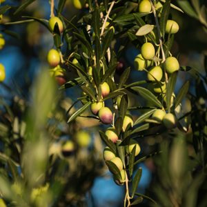 Boundary Bend Olives