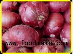 GROWING OF RED ONION