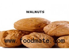 walnut