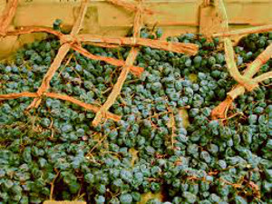 grapes