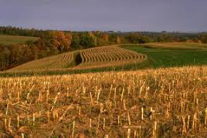 white corn