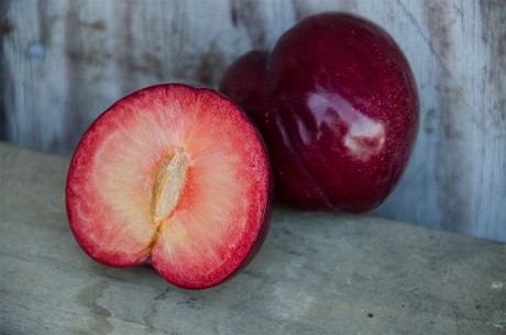 pluot