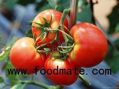 Customized Tomato Paste for Importer Manufacturer Produce as Your Requirement