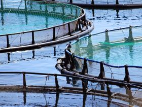 Sealions