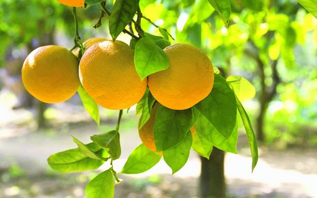 Citrus