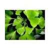 Ginkgo bilobal extract - Pure Natural