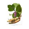 Pueraria (Kudzu) Root Extract