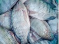 Northern Chef First to Offer ASC Certified Tilapia in US