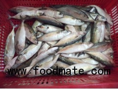 indian mackerel