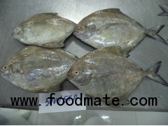 black pomfret