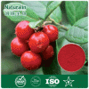 Cranberry Powder Extract