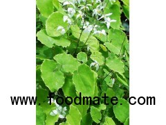 Epimedium P.E.