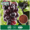 Grape seed extract