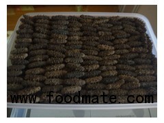 Dired Sea Cucumber Wholesale/ Frozen Fish