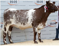 Oakleigh Gabriella stayed in Yorkshire, making 4,800 gns.