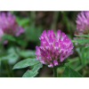 Red Clover P.E.