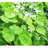 Natural Poplar Epimedium Extract Factory Price(489-32-7 )