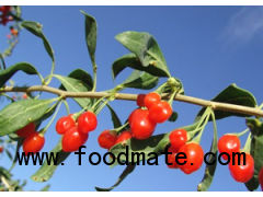 GMP Plant Extract Manufacturer Wolfberry Extract /Goji Berry Extract