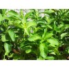 Organic Stevia extract