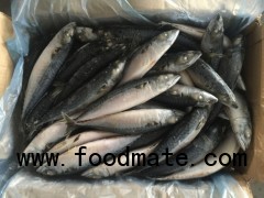 Pacific Mackerel (Scomber Japonicus)