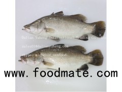 FROZEN BARRAMUNDI