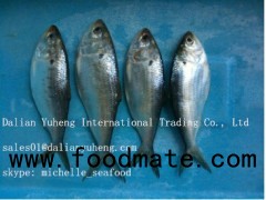 FROZEN PACIFIC SARDINE