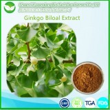 Ginkgo Biloba Extract