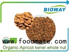 Organic Apricot Kenel Whole Nut