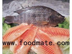 Frozen Black Tilapia Fillet