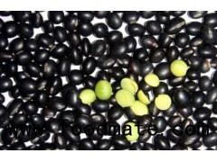 Black Bean With Green