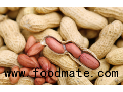 Quality Raw Peanuts Kernel / Raw Peanut in Shell for sale