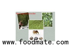 Dry Moringa leaf and  Powder,Moringa oleifera Lam.