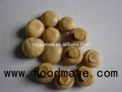 Nutritious Tin Canned Mushroom 400g